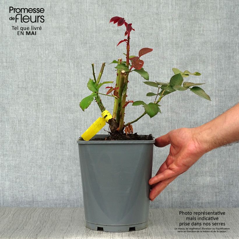 Rosa Hacienda - Rose ibrida di tea Vaso da 4L/5L esemplare consegnato in primavera