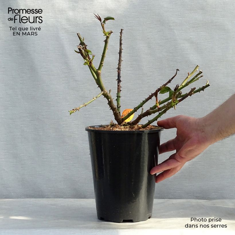 Rosa Honore de Balzac Vaso da 4L/5L esemplare consegnato in inverno