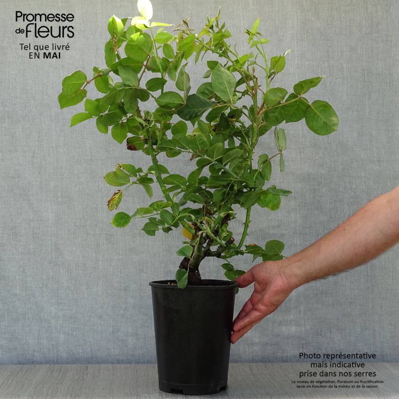 Rosa Ibiza - Rose ibrida di tea Vaso da 4L/5L esemplare consegnato in primavera