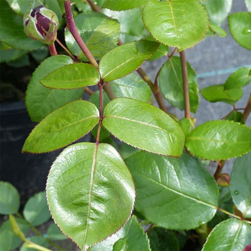 Rosa Ingrid Bergman (Foliage)
