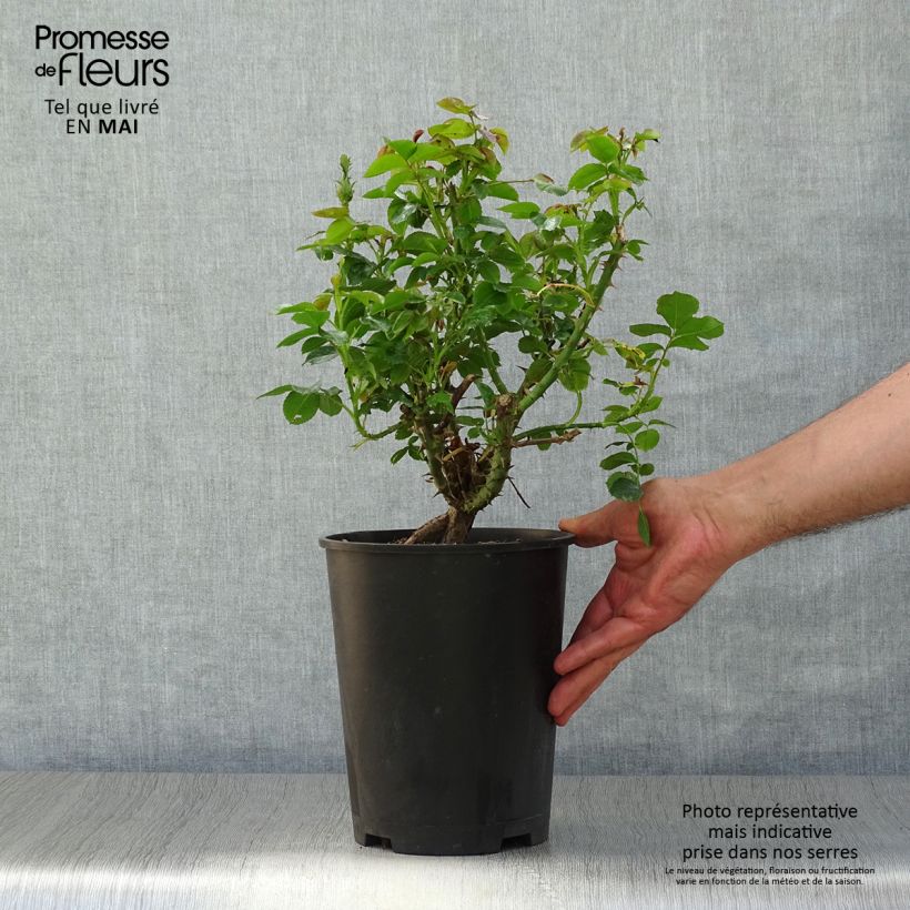 Rosa Ketchup & Mustard Vaso da 4L/5L esemplare consegnato in primavera