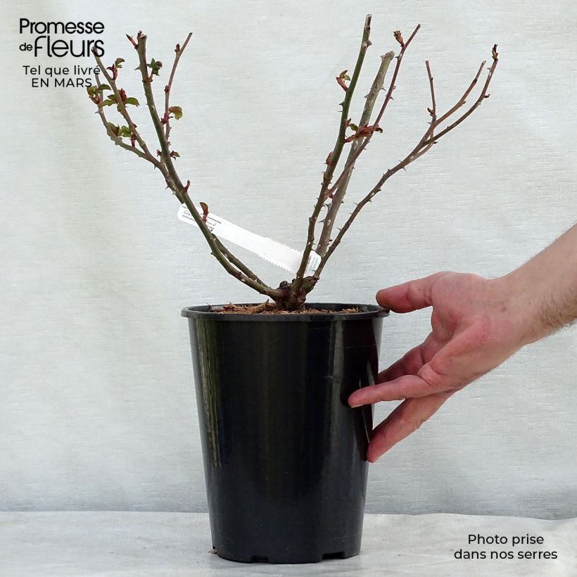 Example of Rosa La Rose de Molinard Vaso da 4L/5L as you get in printemps