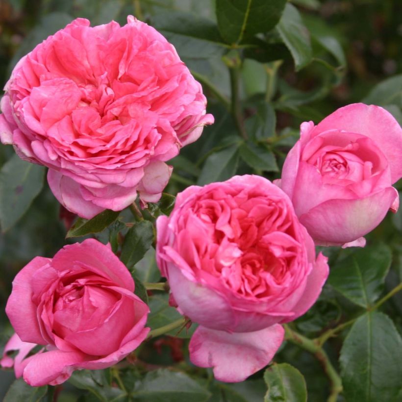 Rosa La Rose de Molinard (Flowering)