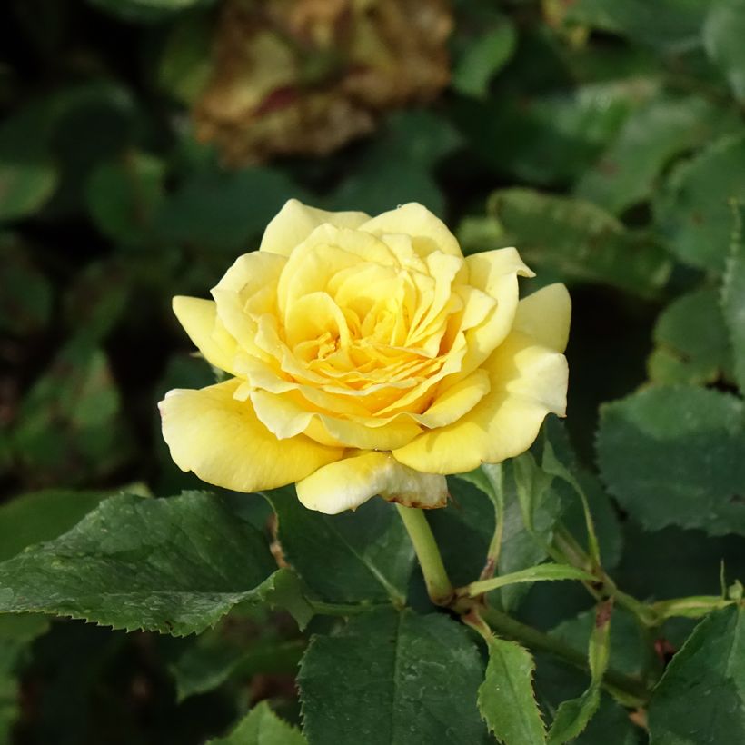Rosa Les Années Folles La Rotonde (Flowering)