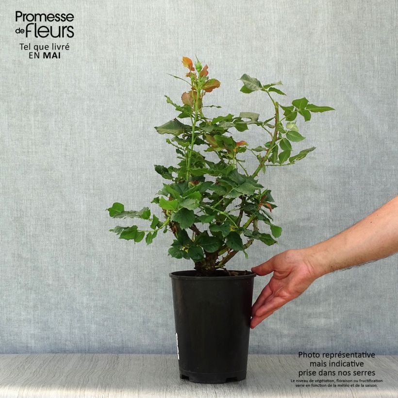 Example of Rosa Les Années Folles La Rotonde Vaso da 4L/5L as you get in printemps