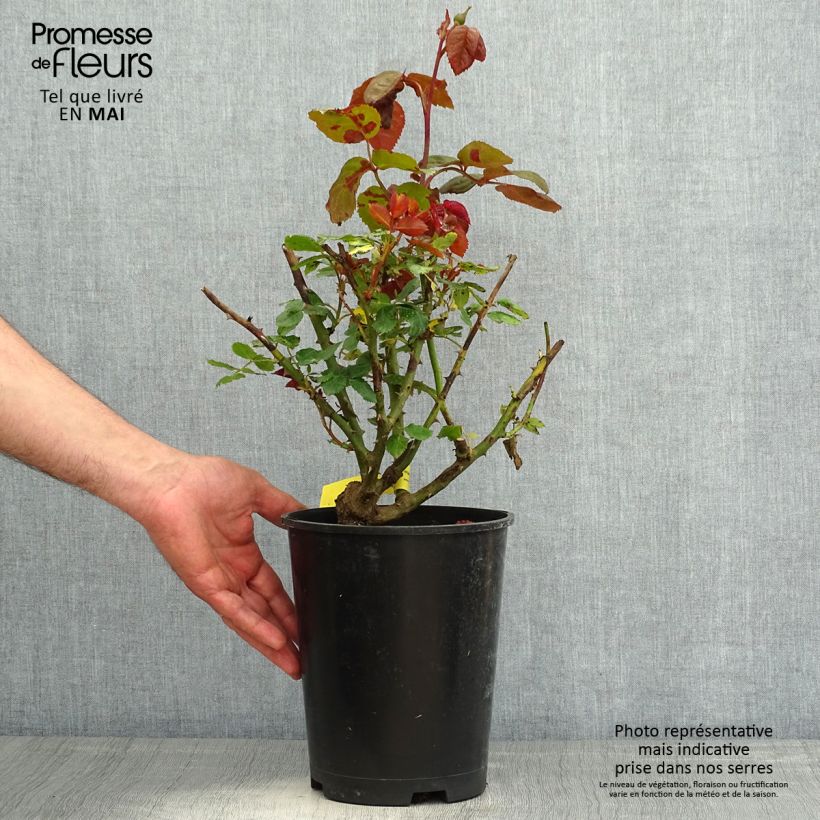 Rosa Les Années Folles Mistinguett Vaso da 4L/5L esemplare consegnato in primavera