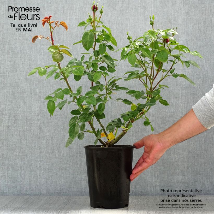 Example of Rosa Les Années Folles Trocadéro Vaso da 4L/5L as you get in printemps