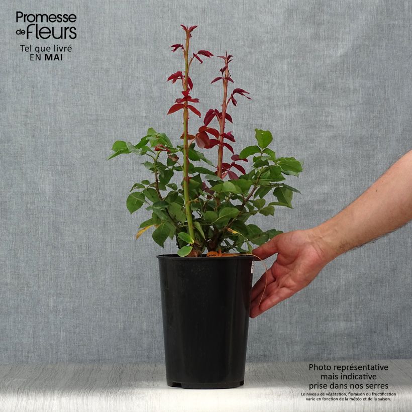 Rosa Lolita Lempicka - Rose ibrida di tea Vaso da 4L/5L esemplare consegnato in primavera