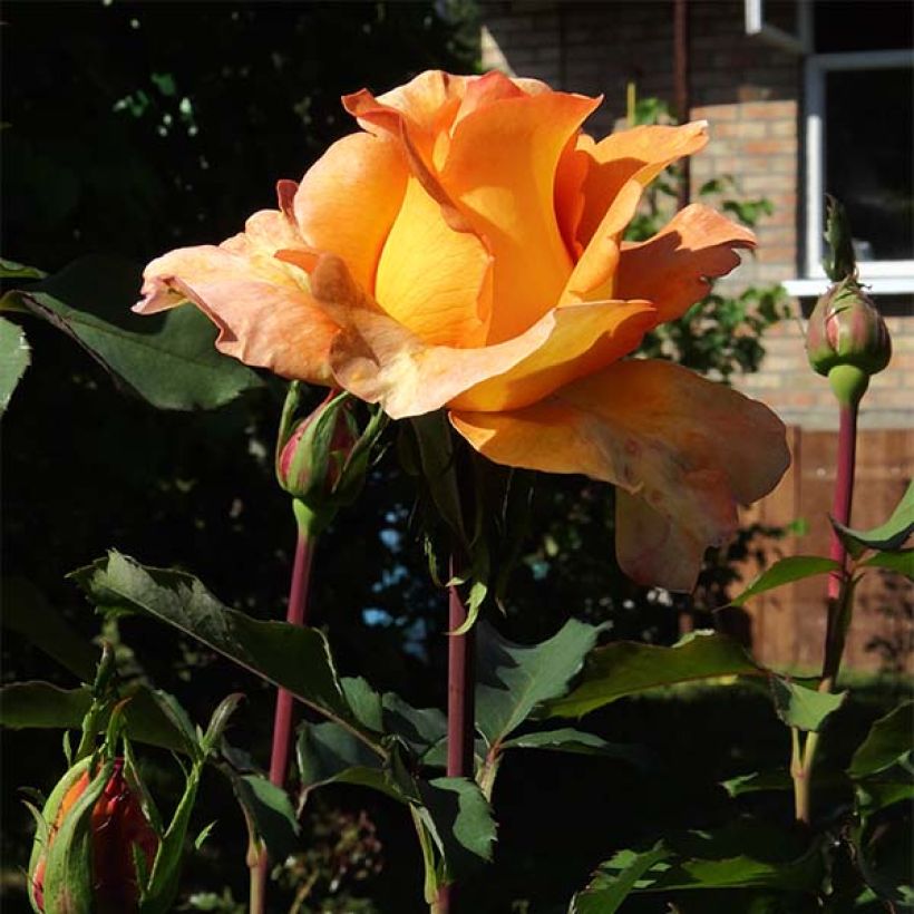 Rosa Louis de Funes (Fioritura)