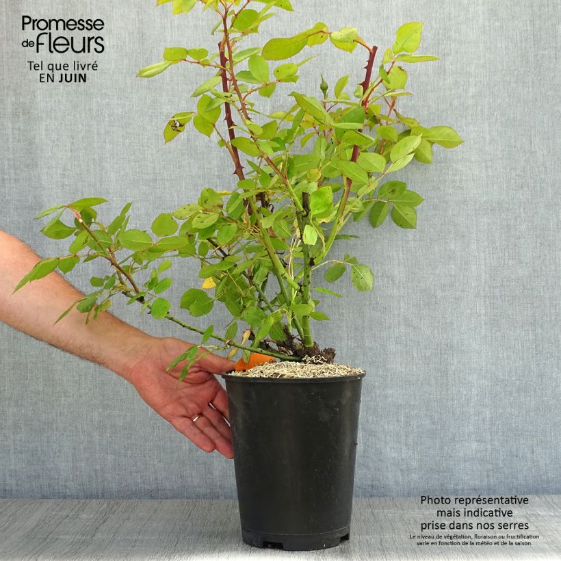 Example of Rosa Lyon Lumières - Rose ibrida di tea Vaso da 4L/5L as you get in printemps