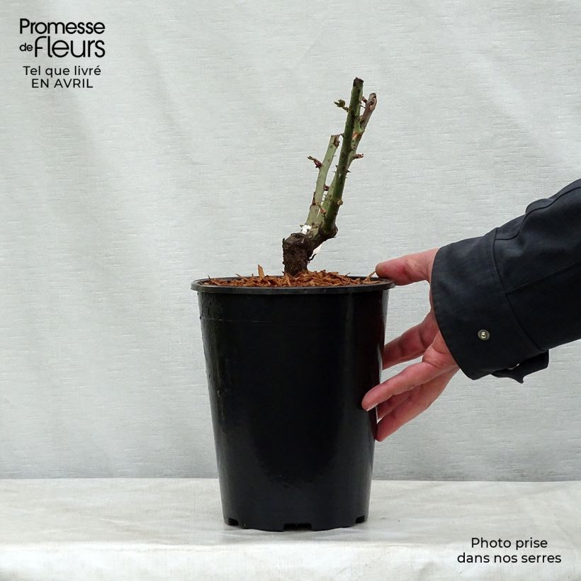 Rosa Mamy Blue - Rose ibrida di tea Vaso da 4L/5L esemplare consegnato in primavera