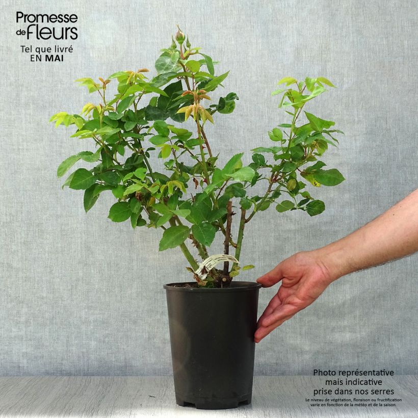 Example of Rosa Marc Chagall - Rose ibrida di tea Vaso da 3L/4L as you get in printemps