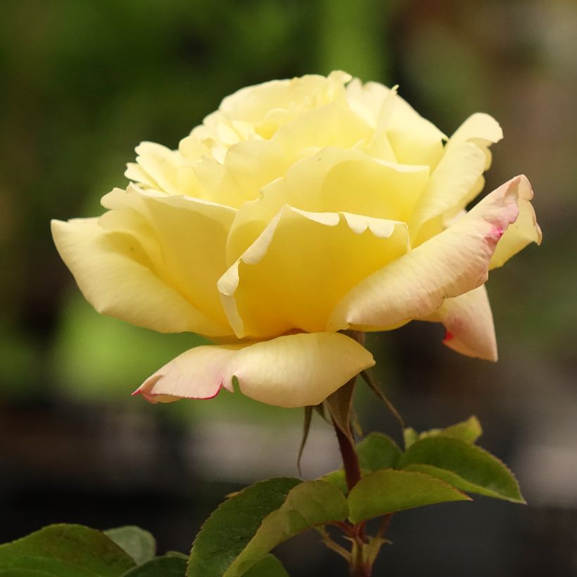 Rosa Mme A. Meilland - Rose ibrida di tea (Flowering)