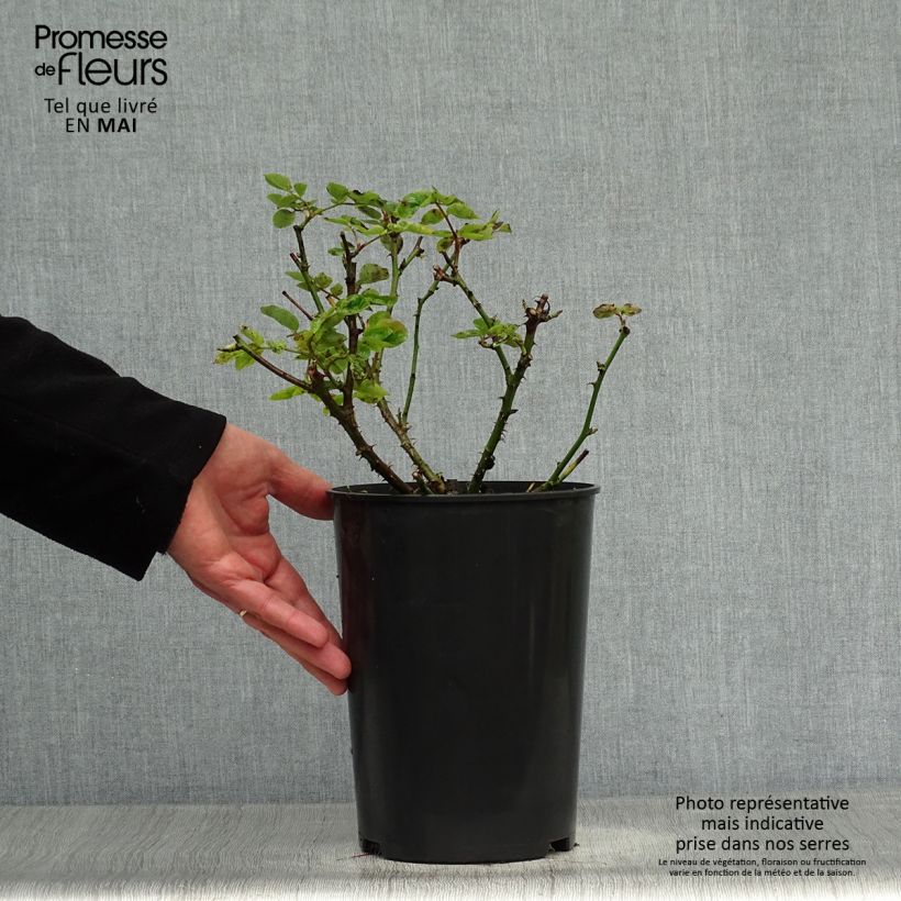 Example of Rosa Mme A. Meilland - Rose ibrida di tea Vaso da 4L/5L as you get in printemps