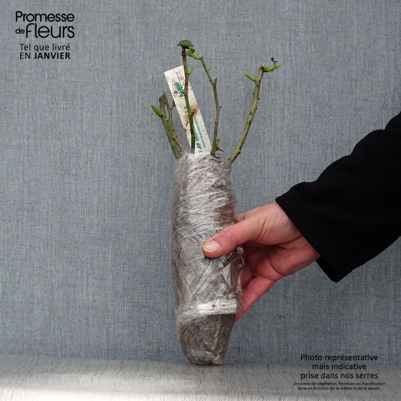 Example of Rosa Moonstone - Rose ibrida di tea Zolla a radice nuda as you get in hiver