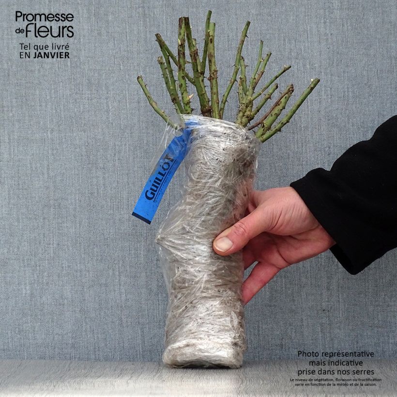 Rosa Niharika Zolla a radice nuda esemplare consegnato in inverno