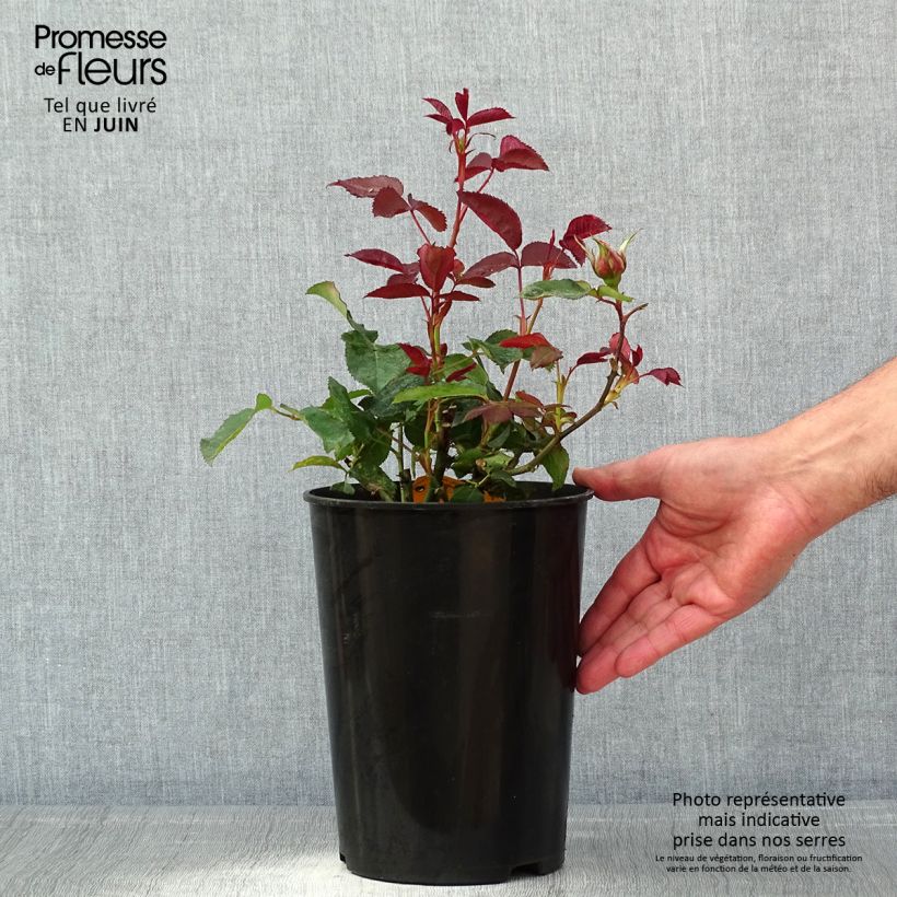 Example of Rosa Nuage Parfumé - Rose ibrida di tea Vaso da 3L/4L as you get in printemps