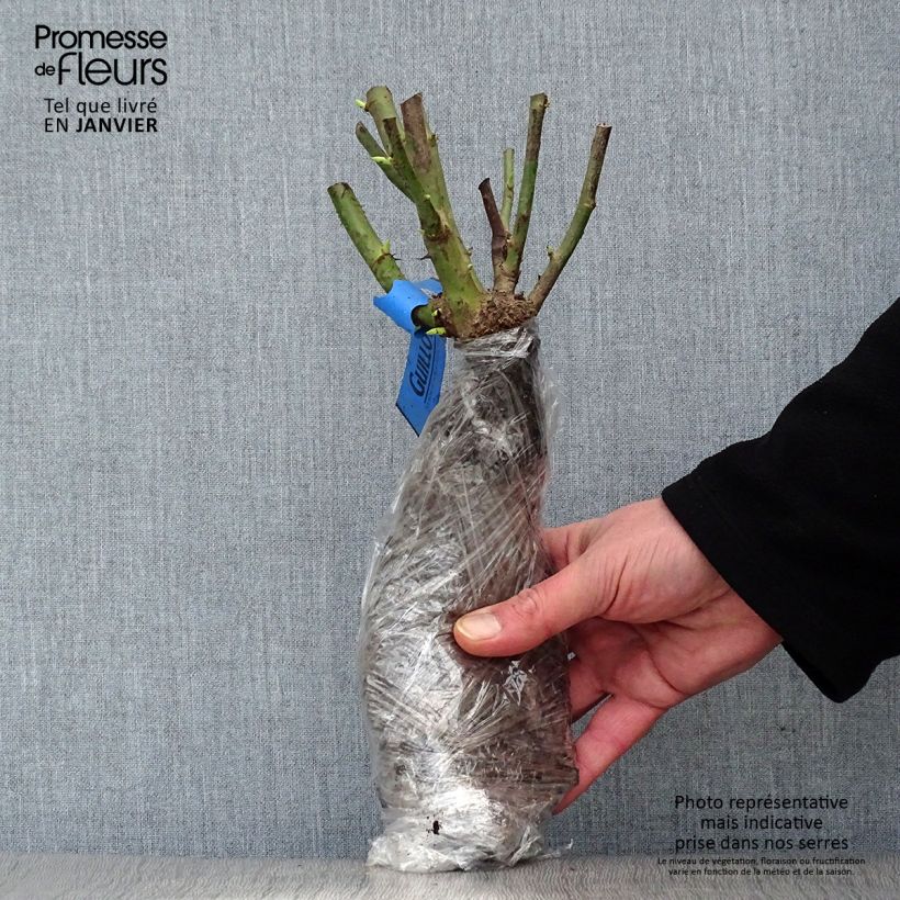 Example of Rosa Over the Moon Zolla a radice nuda as you get in hiver