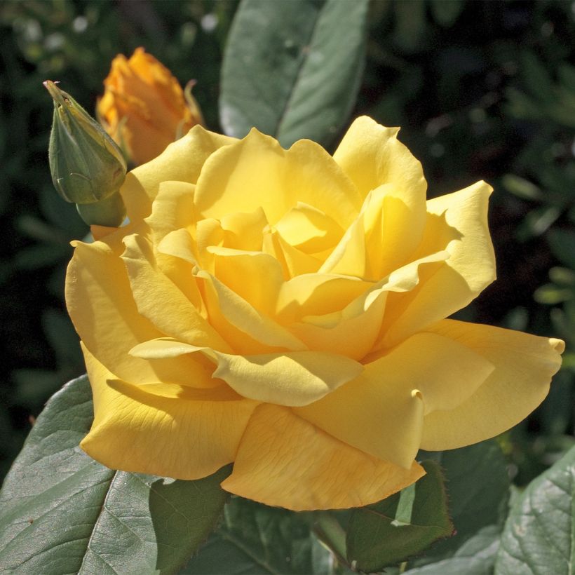 Rosa Pacific Sunset (Flowering)