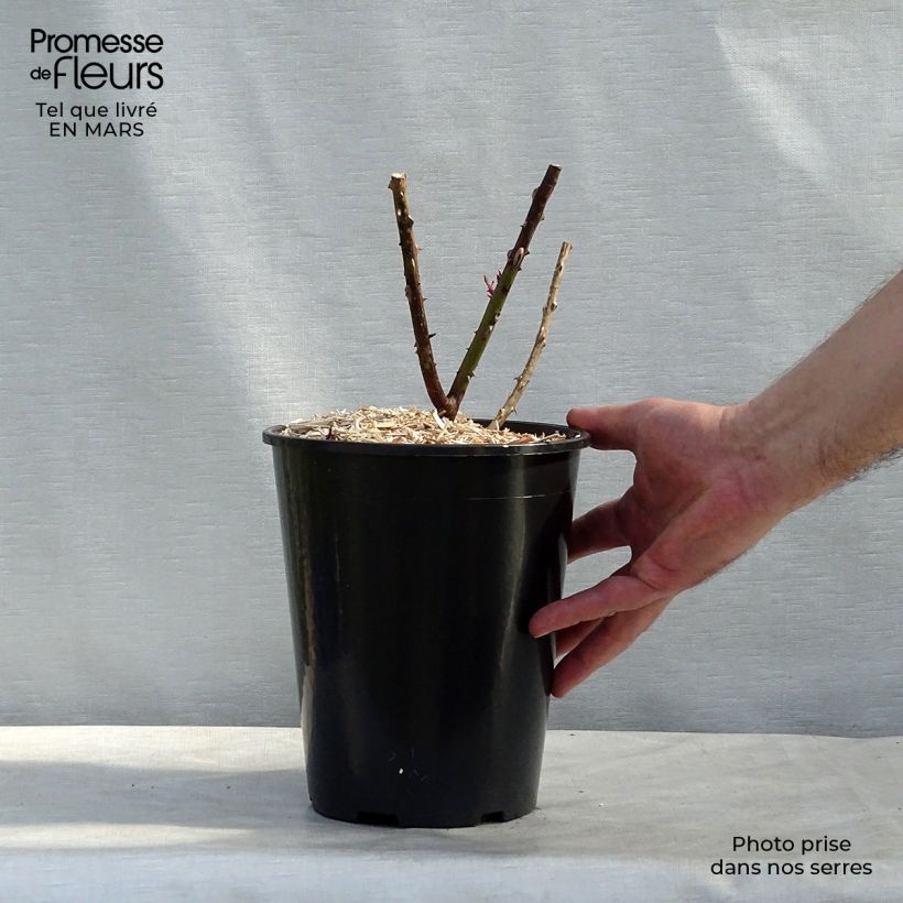 Example of Rosa Papa Meilland - Rose ibrida di tea Vaso da 4L/5L as you get in printemps