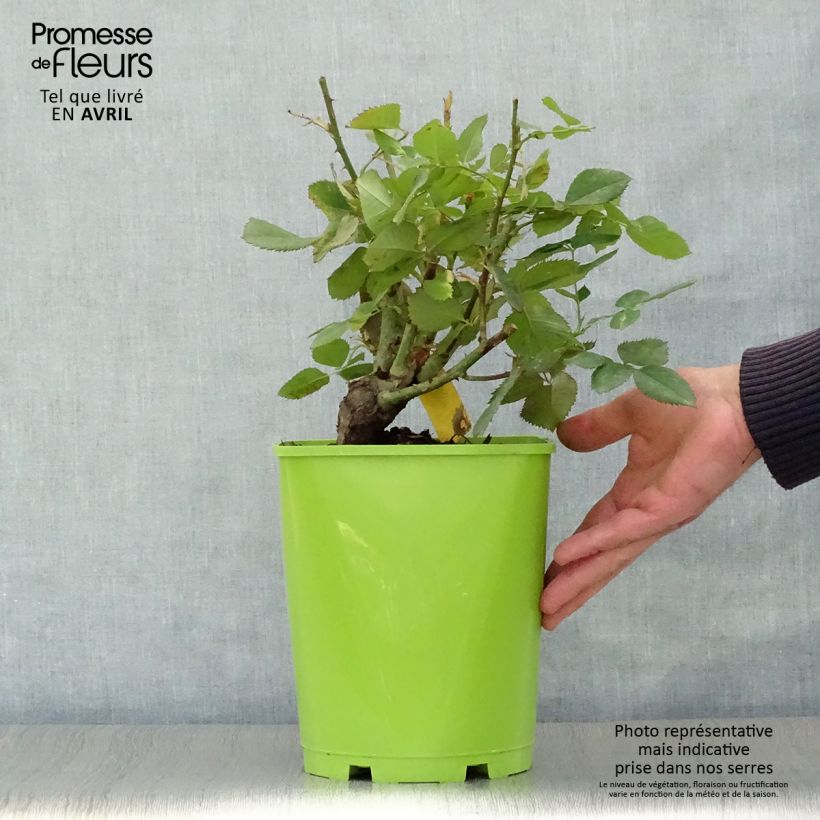 Example of Rosa Pape Jean-Paul II - Rose ibrida di tea Vaso da 4L/5L as you get in printemps