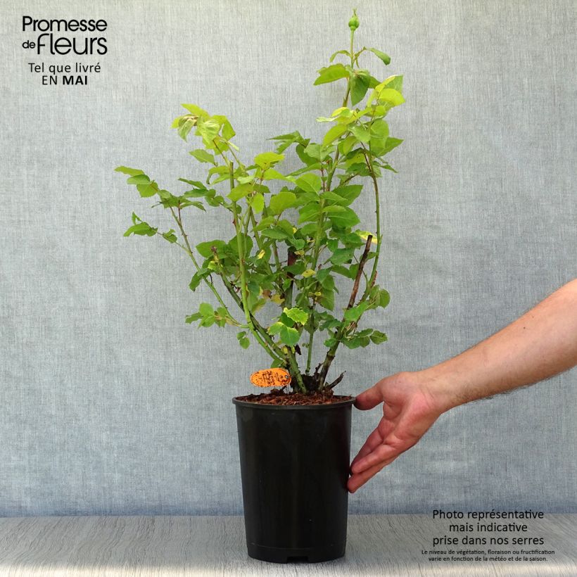 Example of Rosa Paul Ricard Meinivoz Vaso da 4L/5L as you get in printemps