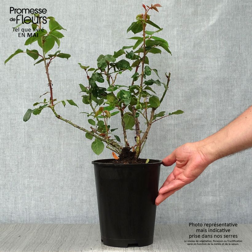 Example of Rosa Pierre Arditi Vaso da 4L/5L as you get in printemps
