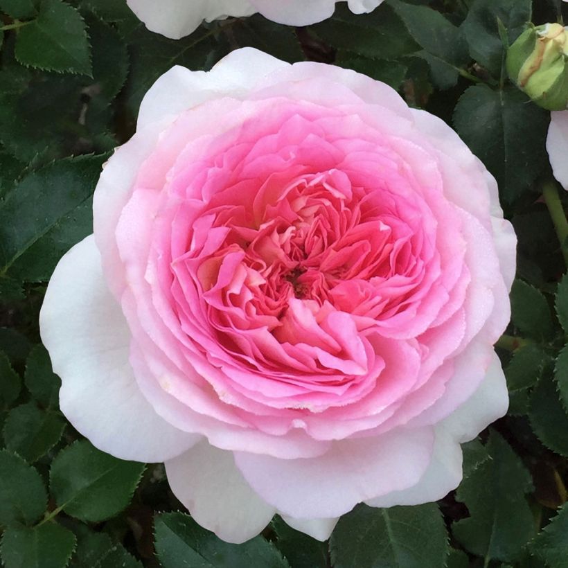 Rosa Ragazza Adalekov (Fioritura)