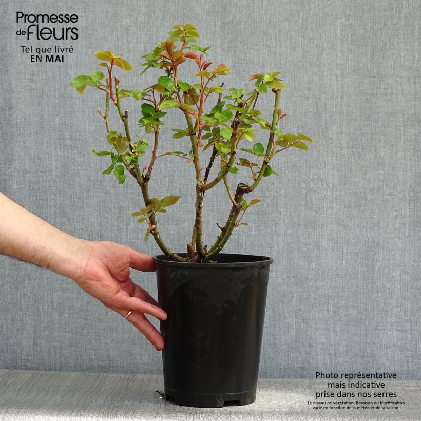 Example of Rosa Remember Vaso da 4L/5L as you get in printemps