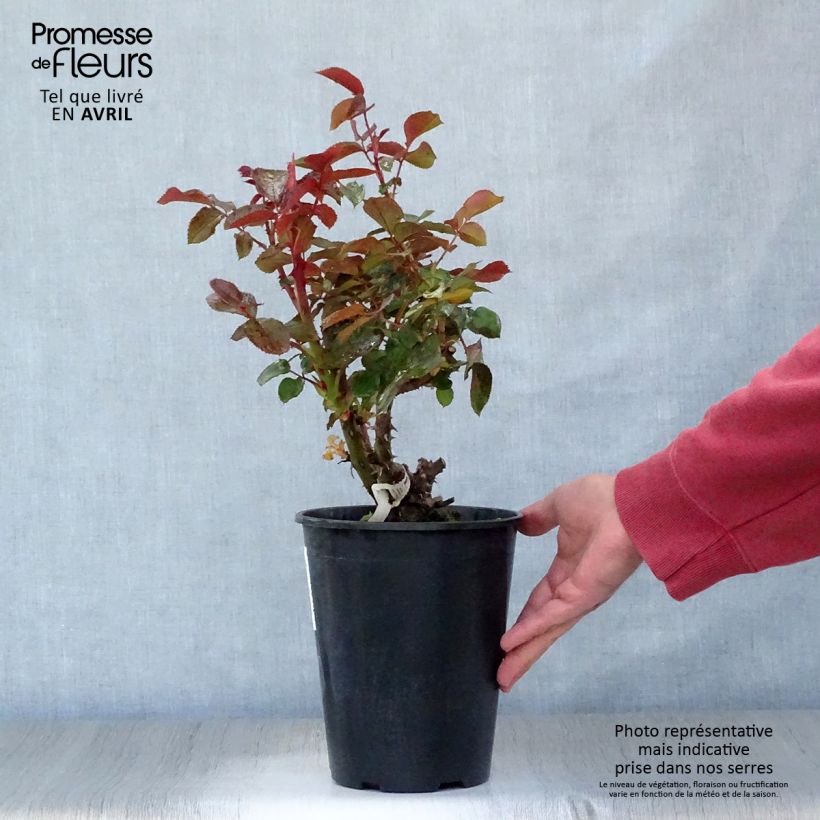 Example of Rosa Rose Clos Vougeot - Rose ibrida di tea Vaso da 4L/5L as you get in printemps