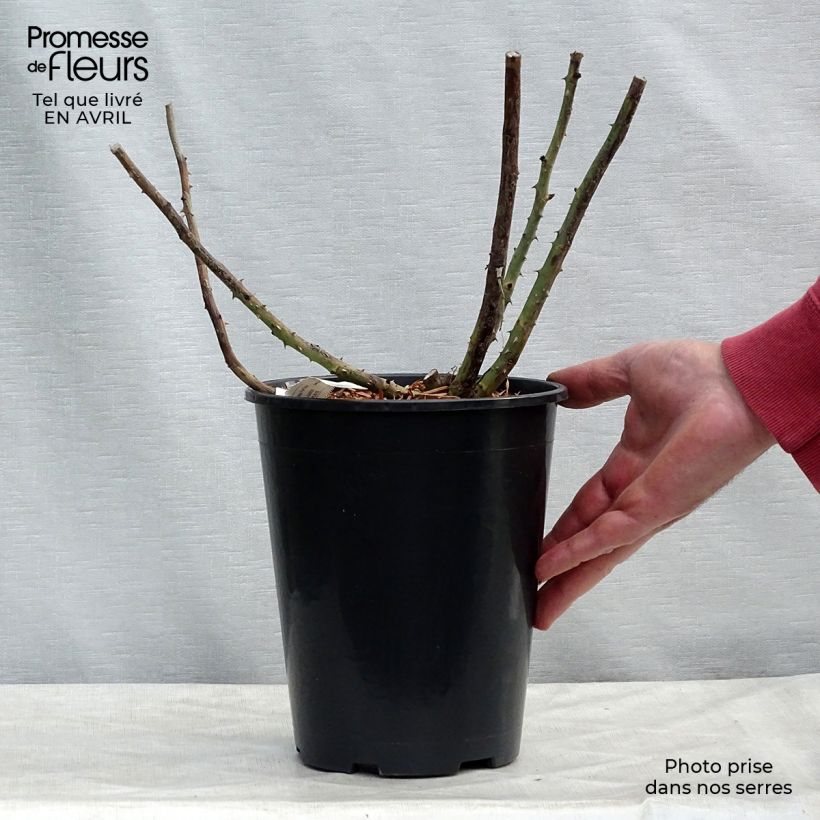 Example of Rosa Rose Lalande de Pomerol - Rose ibrida di tea Vaso da 3L/4L as you get in printemps