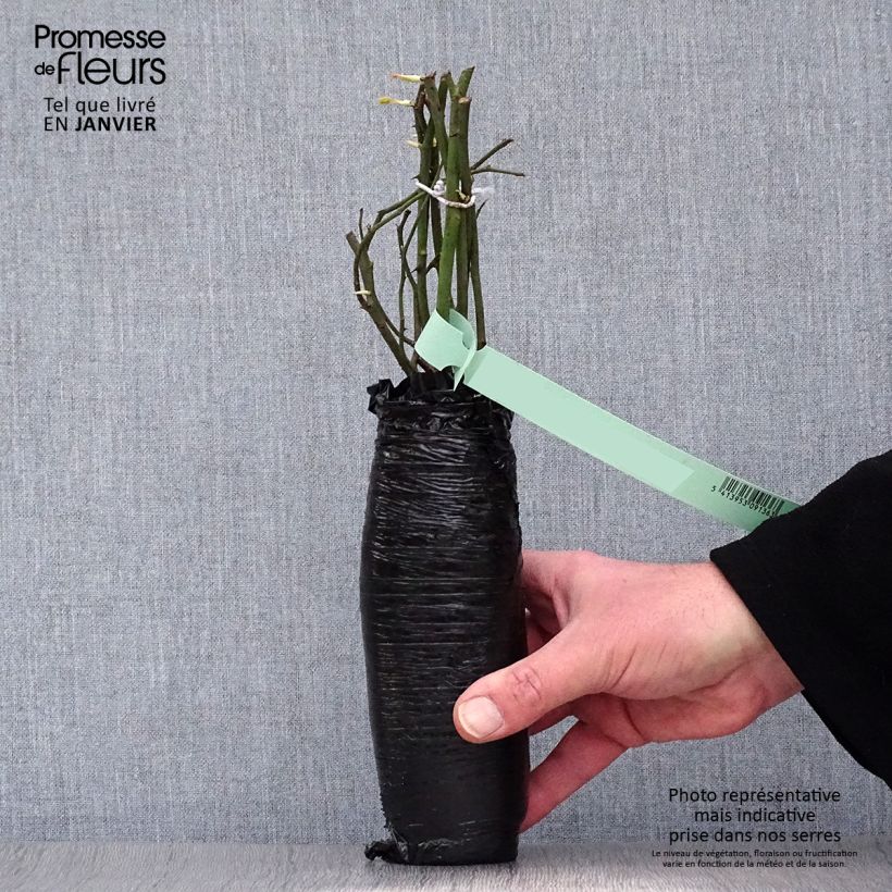 Rosa Rose Synactif by Shiseido - Rose ibrida di tea Zolla a radice nuda esemplare consegnato in inverno