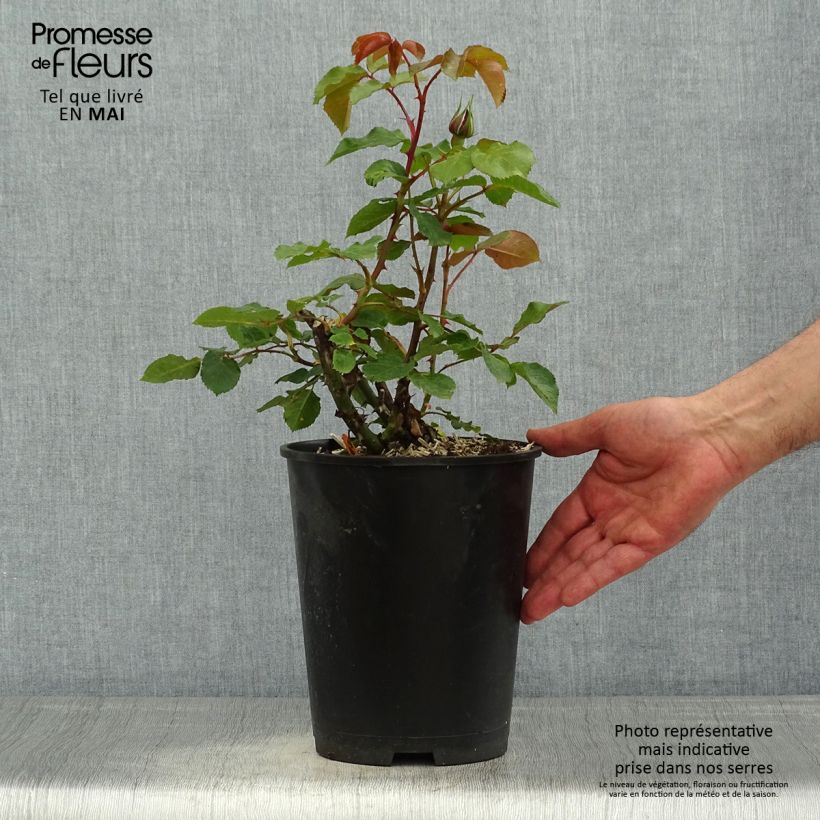 Rosa Ruban Rouge Vaso da 4L/5L esemplare consegnato in primavera