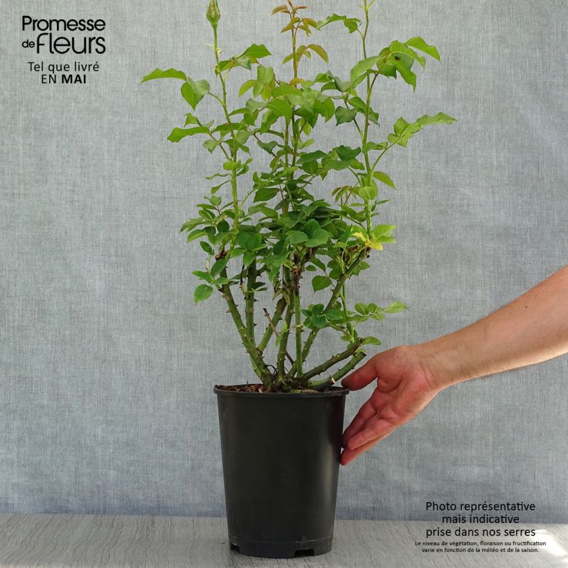 Example of Rosa Sandrine Quétier - Rose ibrida di tea Vaso da 4L/5L as you get in printemps