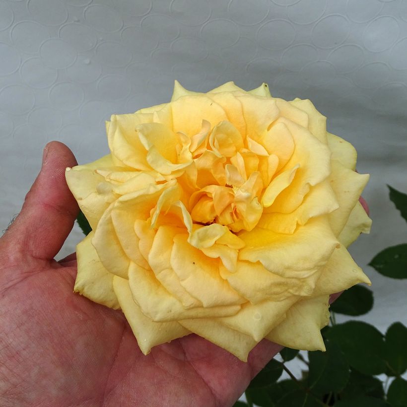 Rosa Sophia Renaissance (Flowering)
