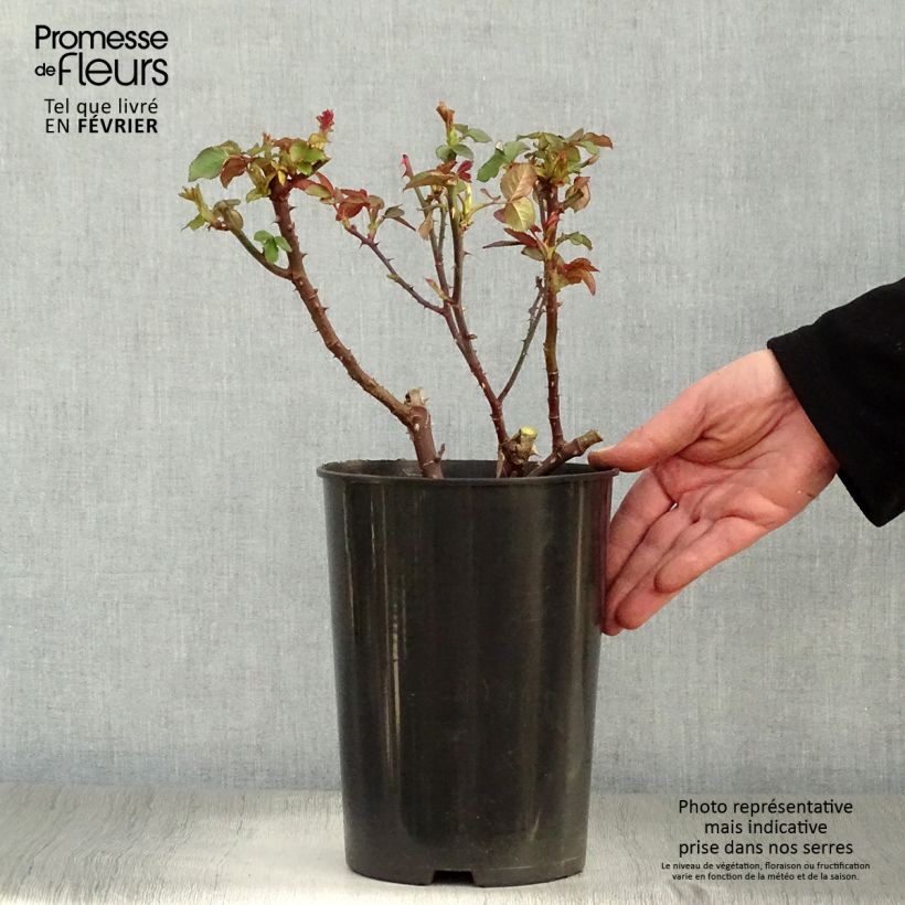 Rosa Souvenir de Baden-Baden - Rose ibrida di tea Vaso da 4L/5L esemplare consegnato in inverno