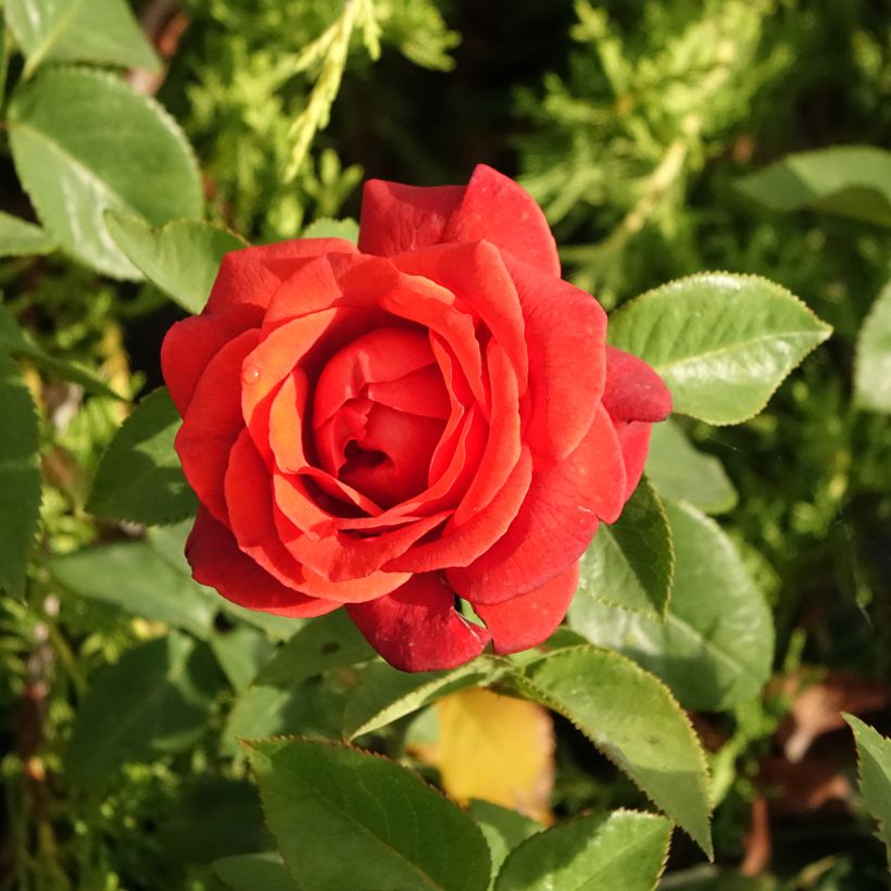 Rosa Terra Botanica (Fioritura)