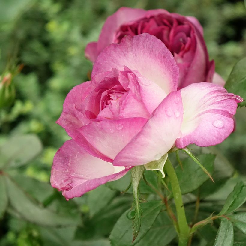 Rosa Thierry Marx - Rose ibrida di tea (Fioritura)
