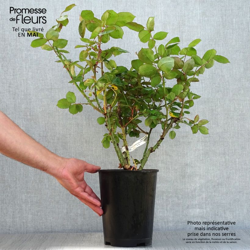 Example of Rosa Thierry Marx - Rose ibrida di tea Vaso da 4L/5L as you get in printemps