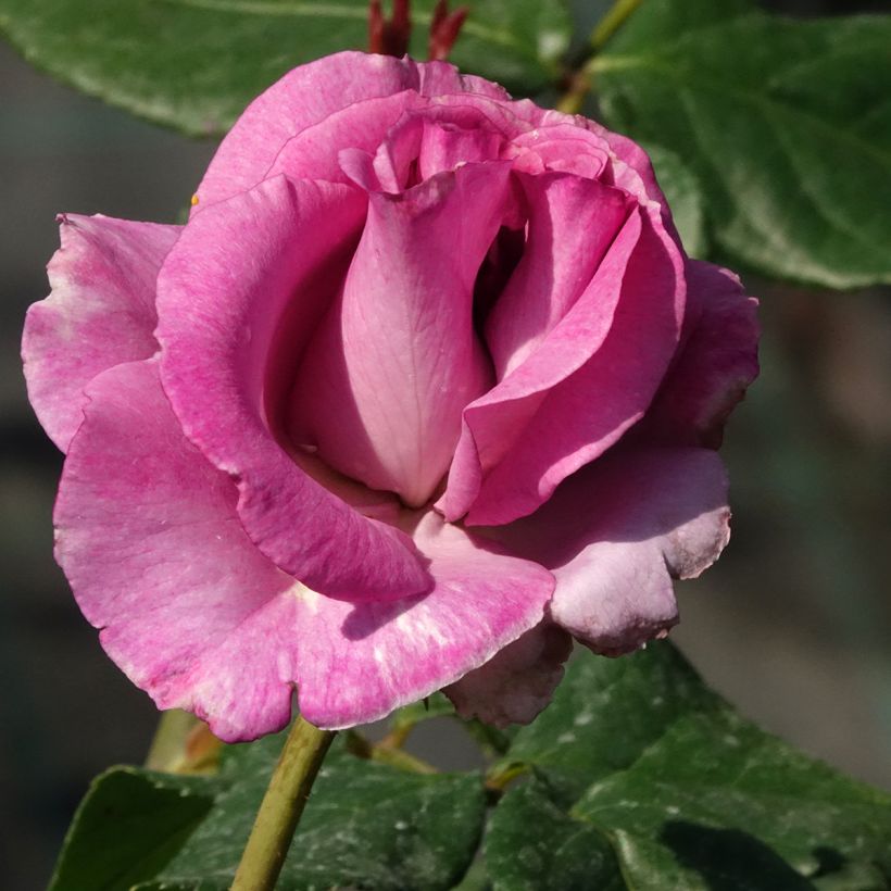 Rosa Violette Parfumée - Rose ibrida di tea (Fioritura)