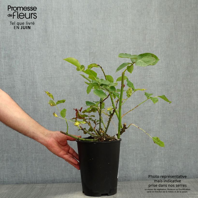 Rosa Violette Parfumée - Rose ibrida di tea Vaso da 4L/5L esemplare consegnato in primavera