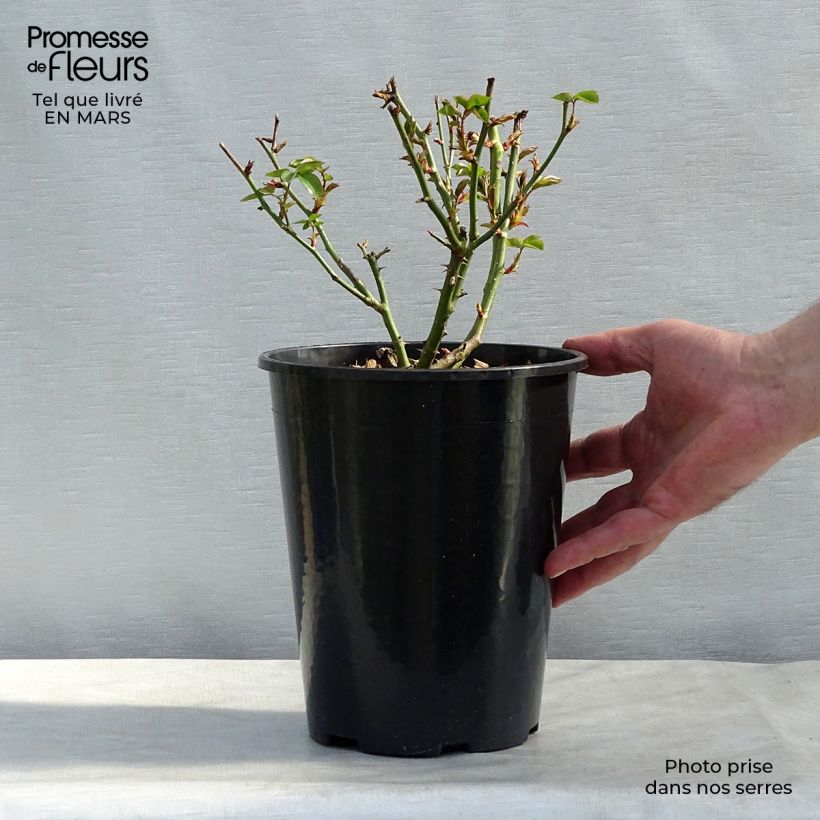 Rosa Virgo Vaso da 4L/5L esemplare consegnato in inverno