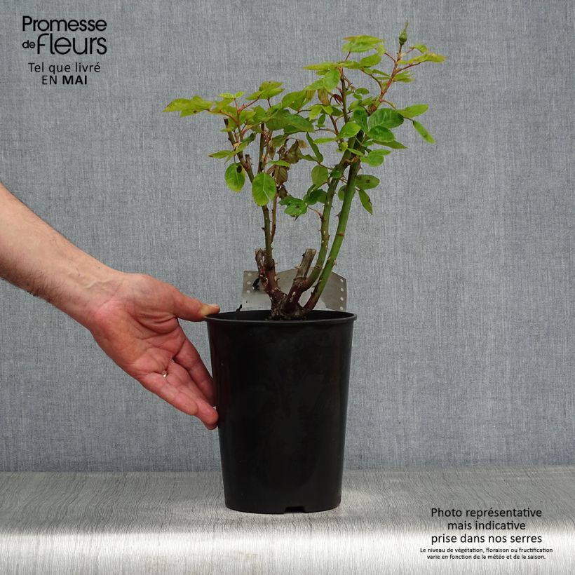 Rosa polyantha Arthur Bell Vaso da 2L/3L esemplare consegnato in primavera