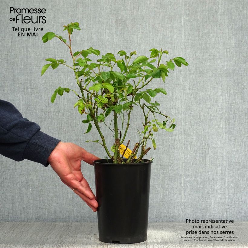 Example of Rosa polyantha Cremosa Vaso da 2L/3L as you get in printemps