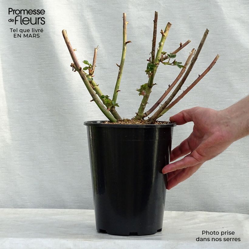 Rosai ad arbusto Eveline Wild Vaso da 4L/5L esemplare consegnato in primavera