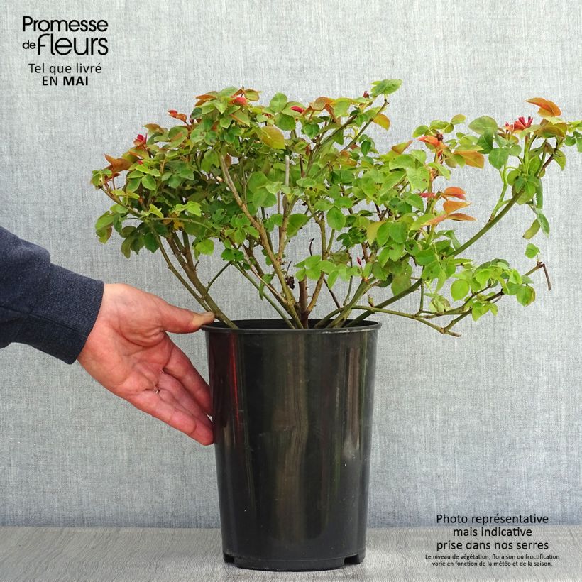 Example of Rosa polyantha Pear Vaso da 4L/5L as you get in printemps