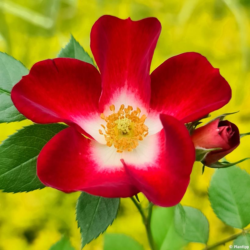 Rosa polyantha Everglow Ruby (Flowering)