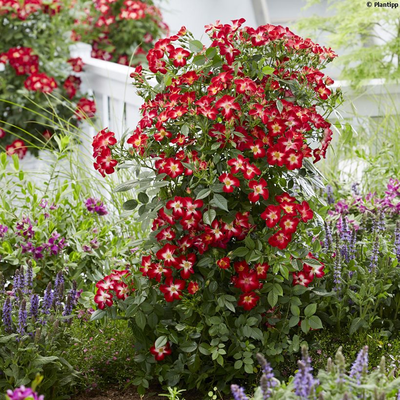 Rosa polyantha Everglow Ruby (Plant habit)