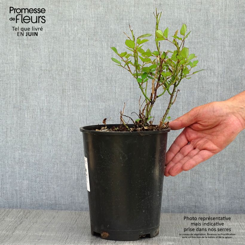 Example of Rosa polyantha Romantic Date Bio Vaso da 4L/5L as you get in printemps