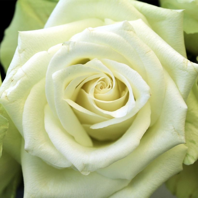 Rosa Floribunda Tiramisu Bio (Fioritura)